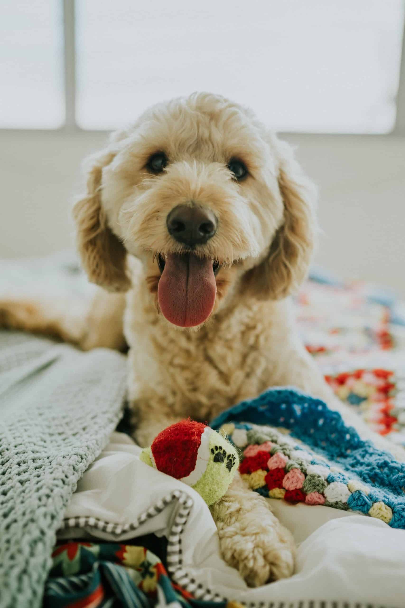 How much money do you spend on your pet each month? When you are paying off debt, saving every penny is very important. Check out this post to find out how I saved $100 on pet expenses this month!